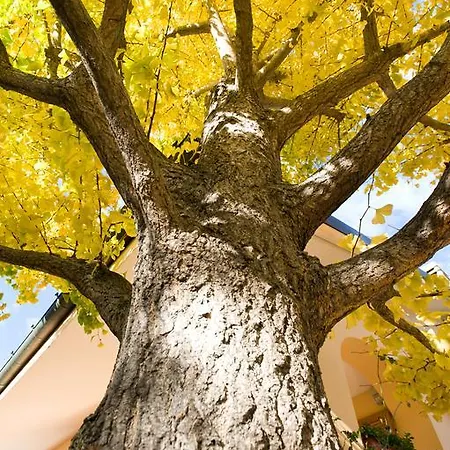 L'albero Della Vita *