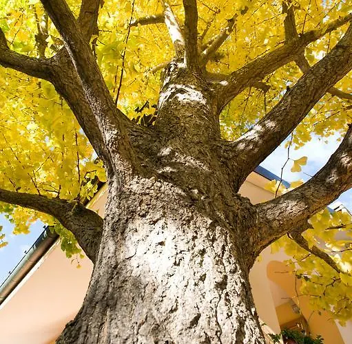 L'albero Della Vita *
